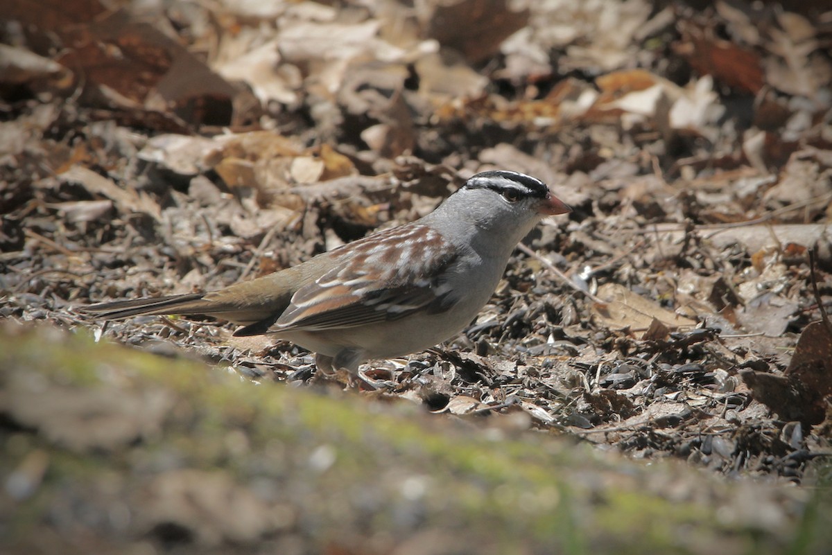 White-crowned Sparrow - ML331155371