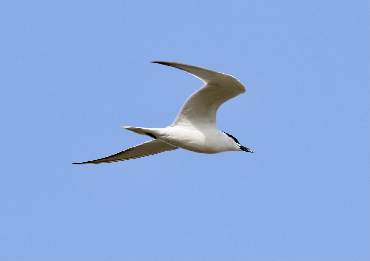 Gull-billed Tern - John Bruin