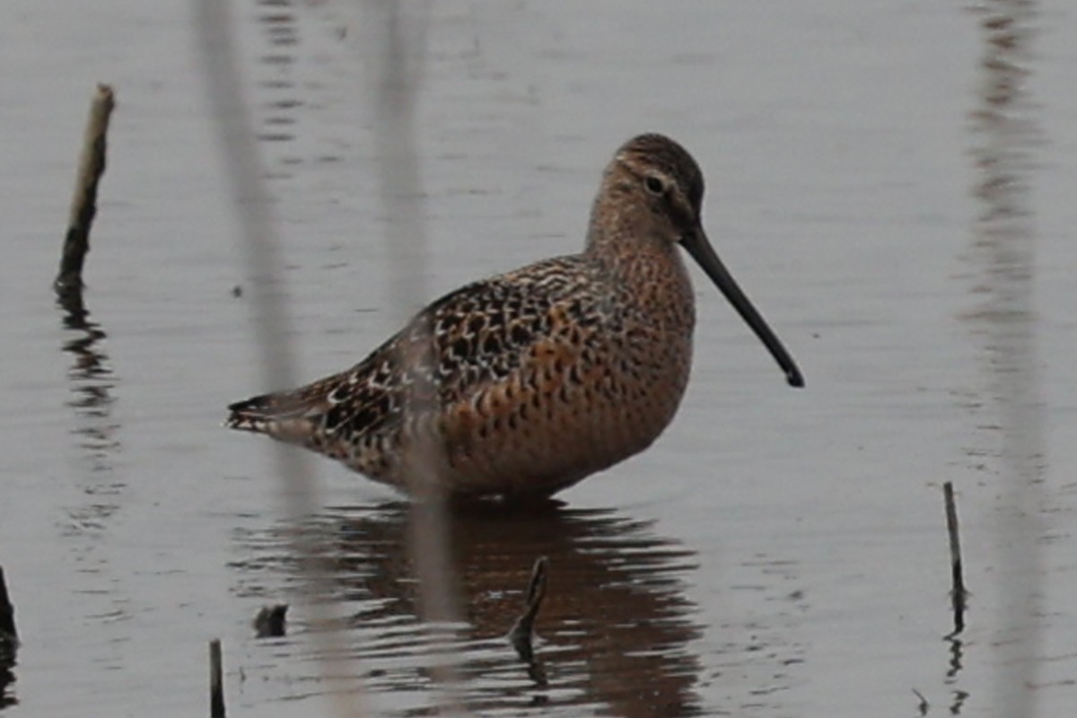 Long-billed Dowitcher - ML331162291