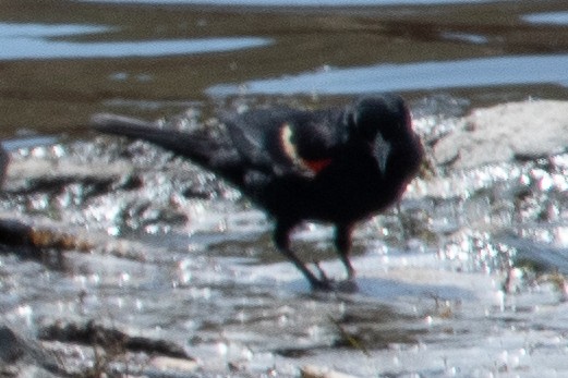 Tricolored Blackbird - ML331170801