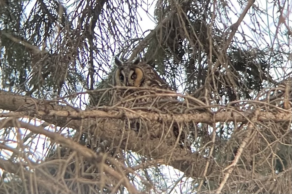 Long-eared Owl - ML331171931