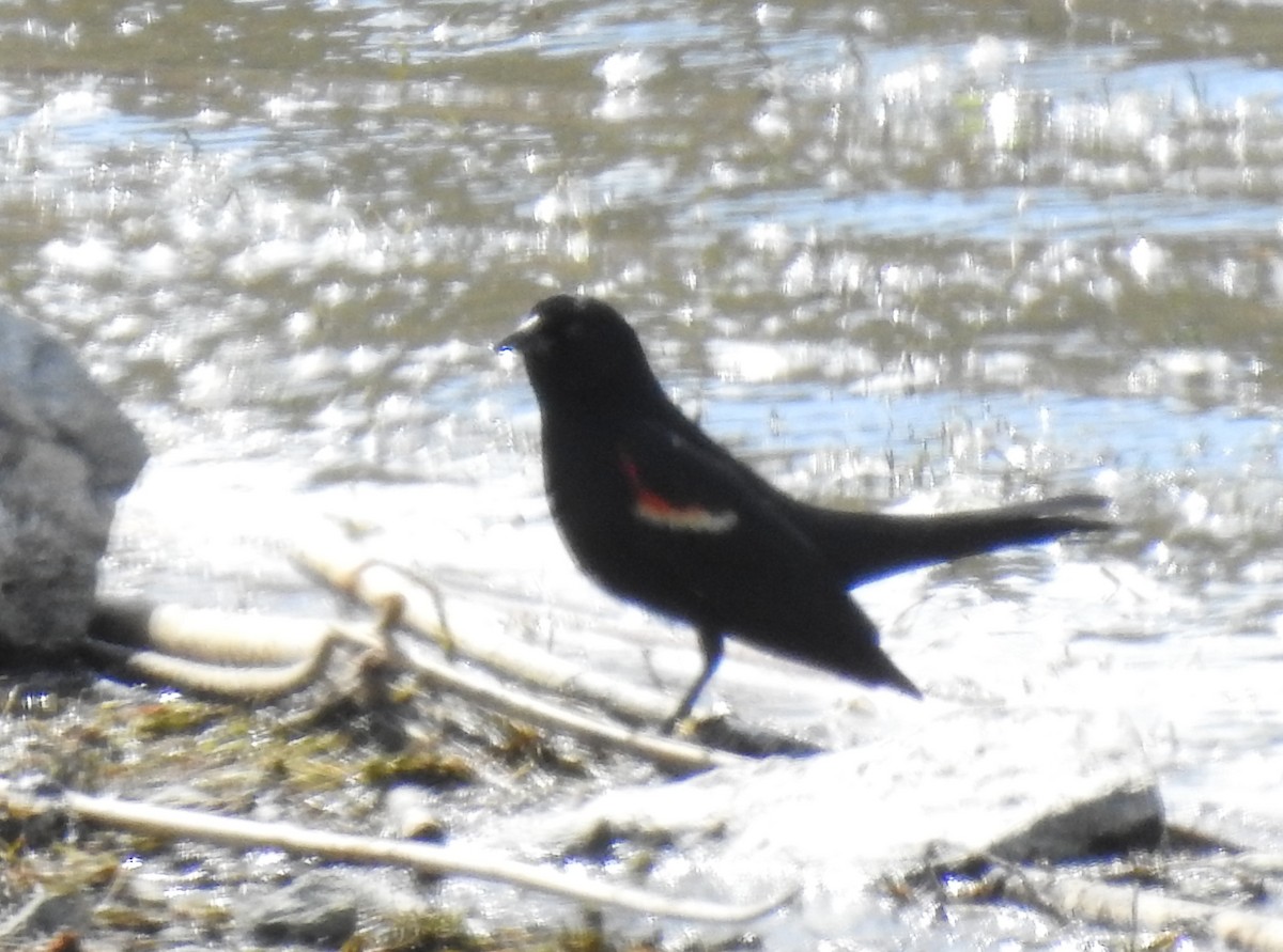 Tricolored Blackbird - ML331172851
