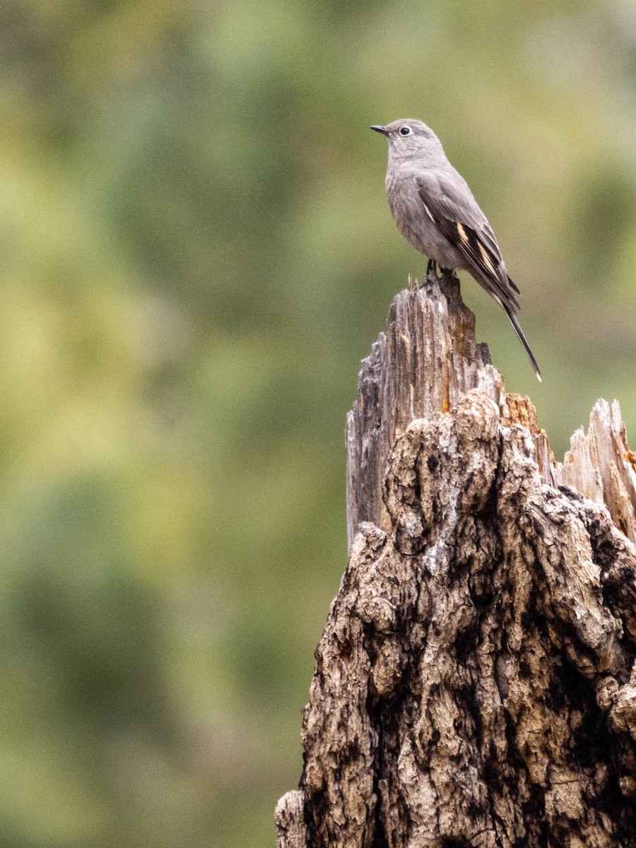 Townsend's Solitaire - ML331176301