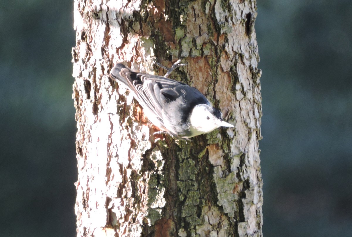White-breasted Nuthatch - ML33117711