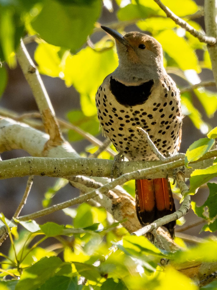 Northern Flicker (Red-shafted) - Tim Ludwick