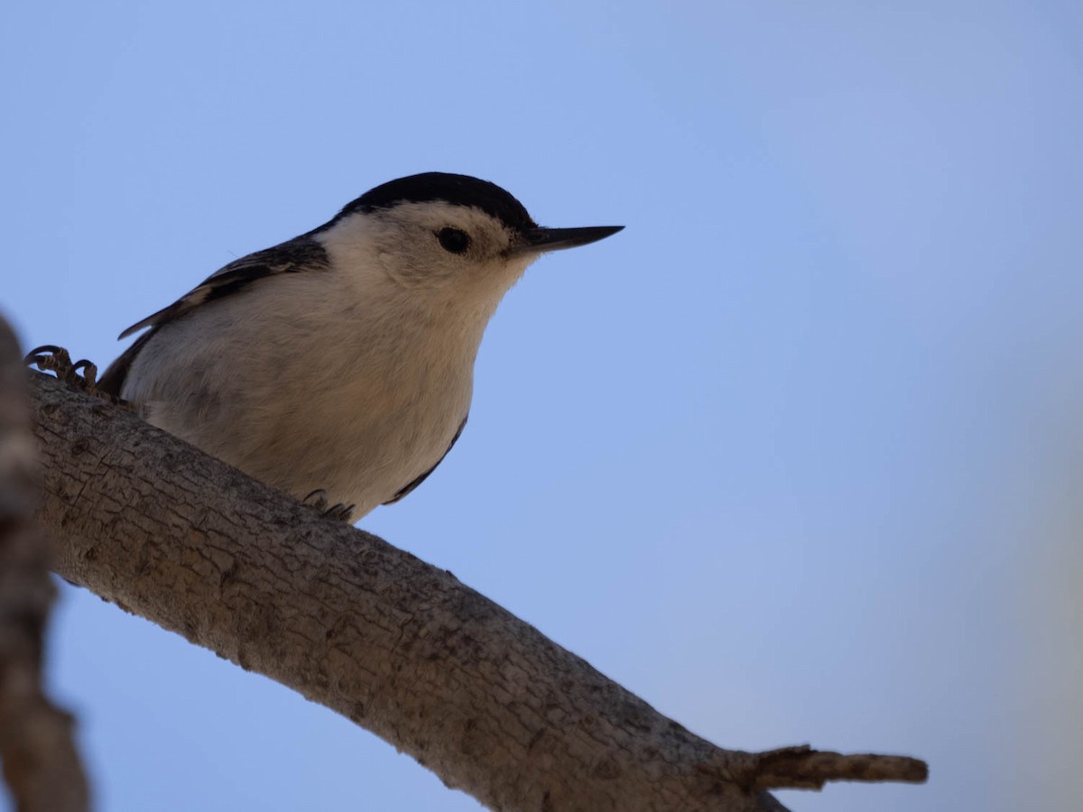 White-breasted Nuthatch - ML331177921