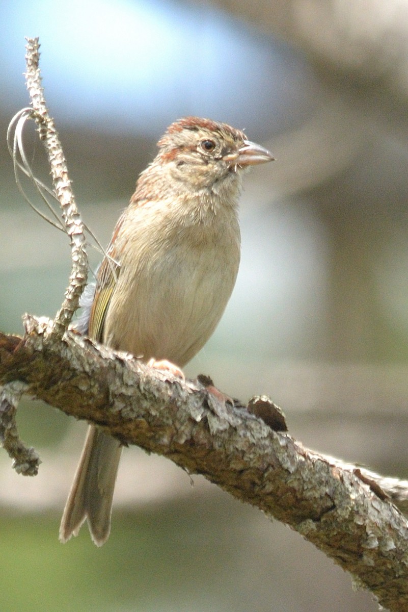 Bachman's Sparrow - ML331178261