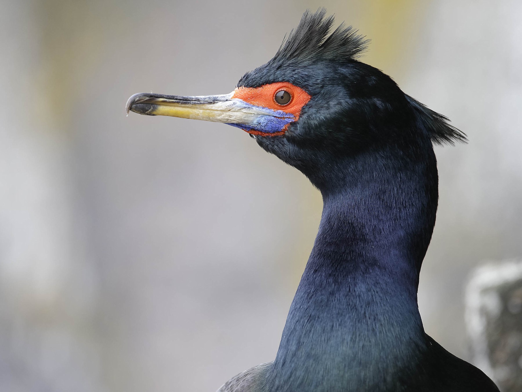 Red-faced Cormorant - Gerrit Vyn