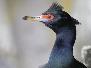  - Red-faced Cormorant