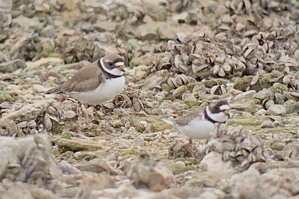 Semipalmated Plover - ML331182561