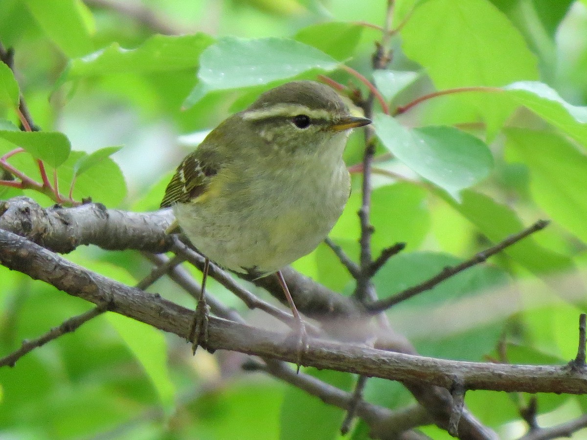 Yellow-browed Warbler - Peter Lacey