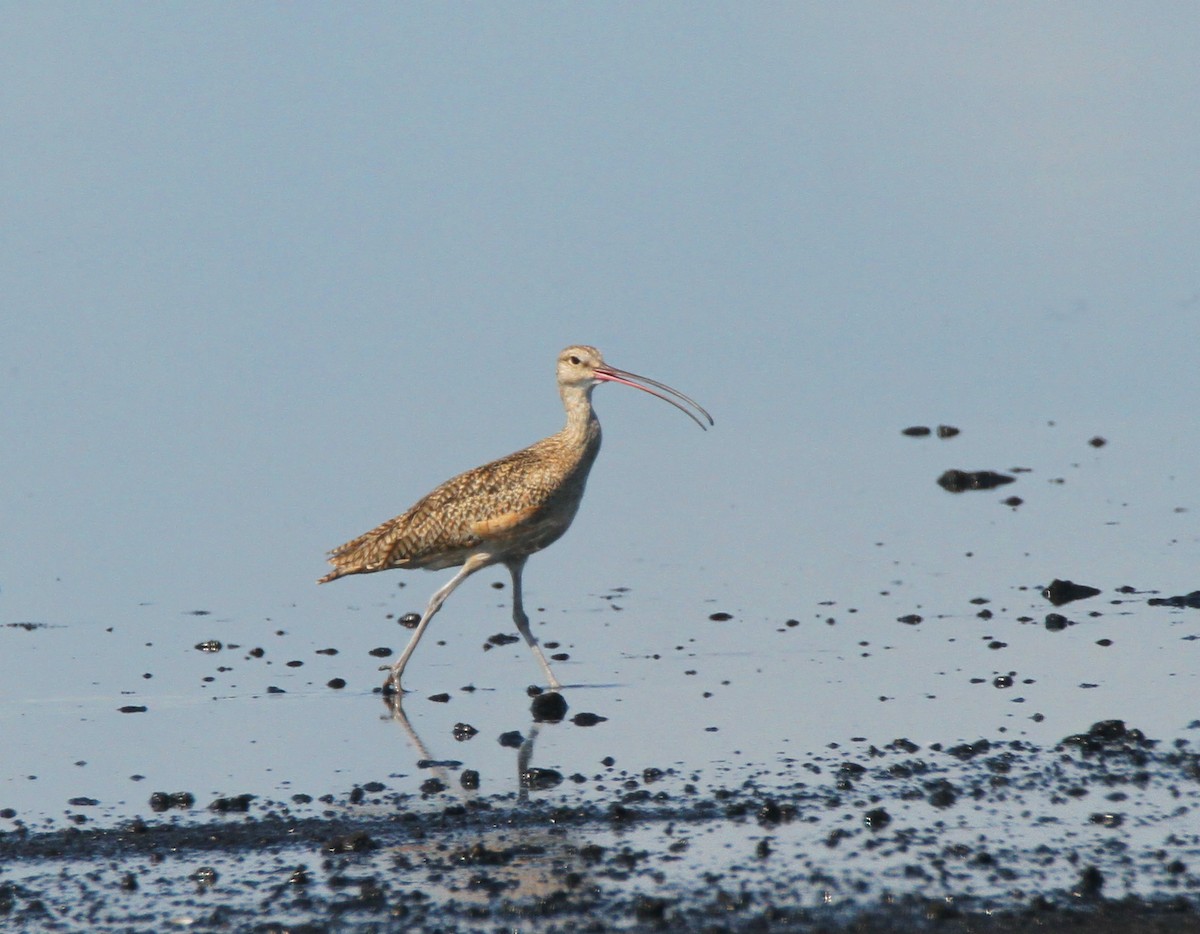 Long-billed Curlew - Thomas Smith