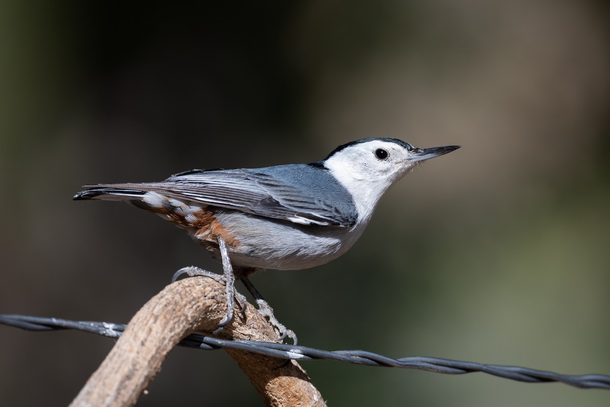 White-breasted Nuthatch - ML331189301