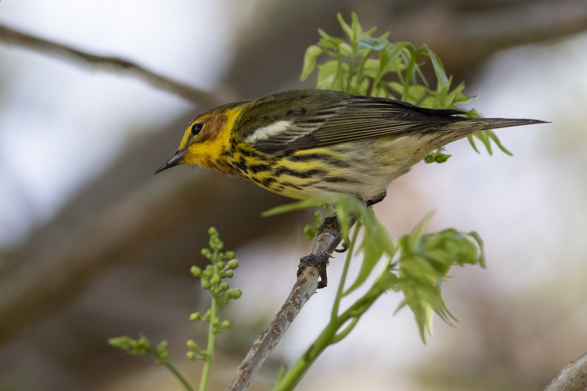 Cape May Warbler - ML331189651