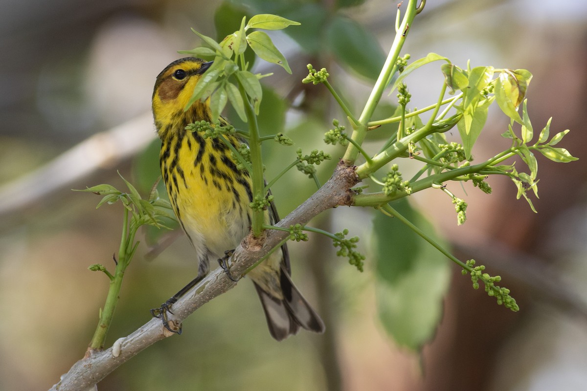 Cape May Warbler - ML331189681