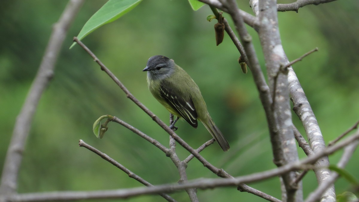 Yellow-crowned Tyrannulet - ML331190671