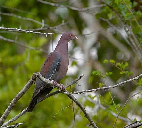 Red-billed Pigeon - Juan Pablo Ligorria