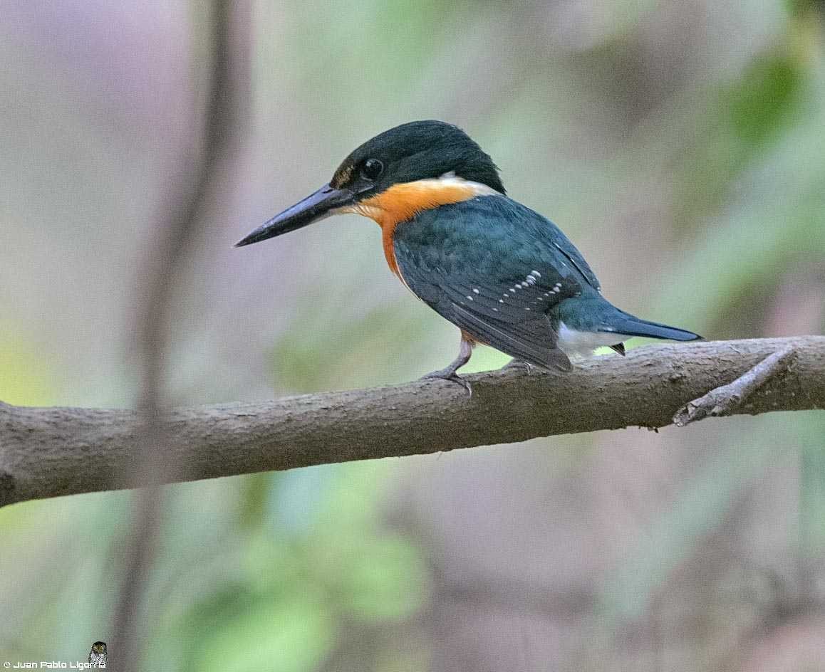 American Pygmy Kingfisher - Juan Pablo Ligorria
