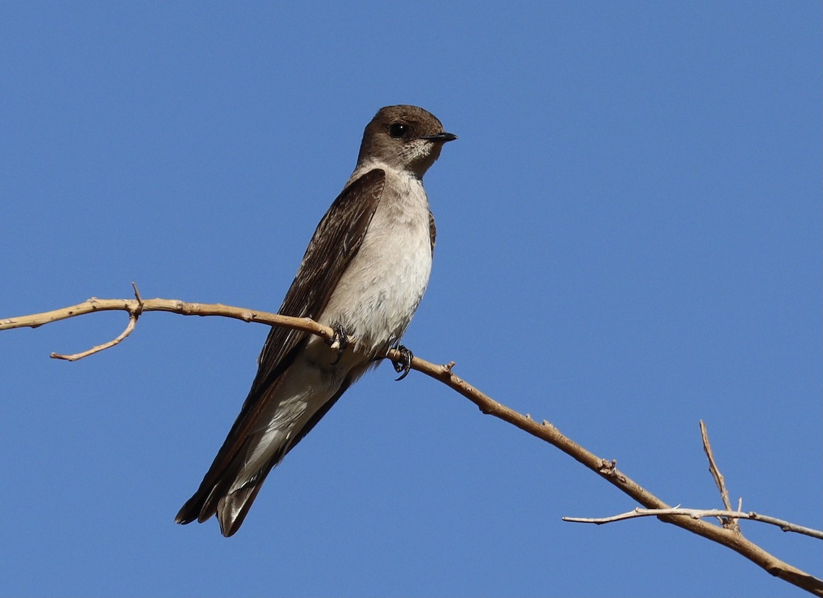 Northern Rough-winged Swallow - ML331192111