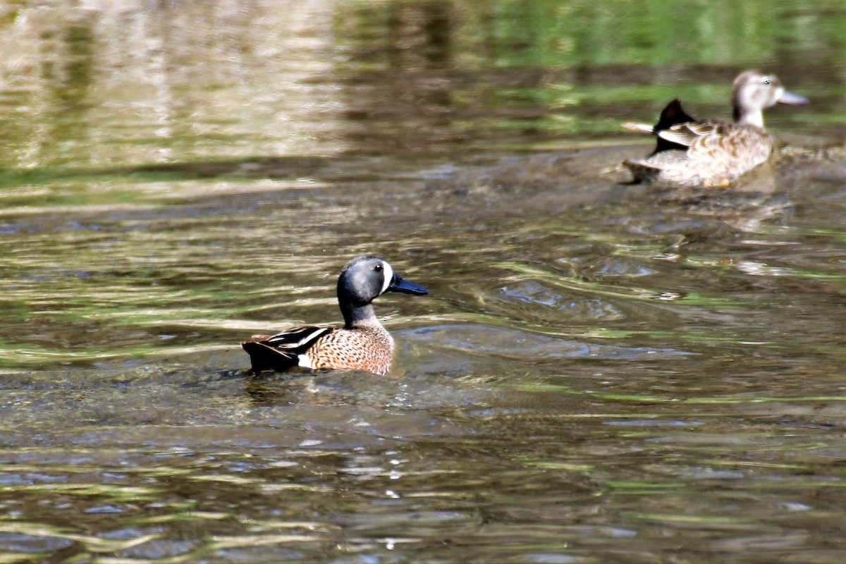 Blue-winged Teal - ML331193531