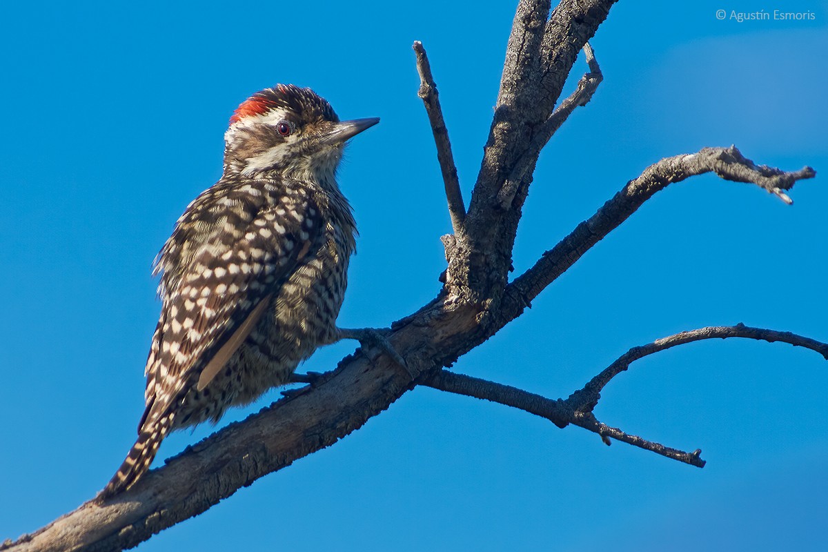 Checkered Woodpecker - ML331194051