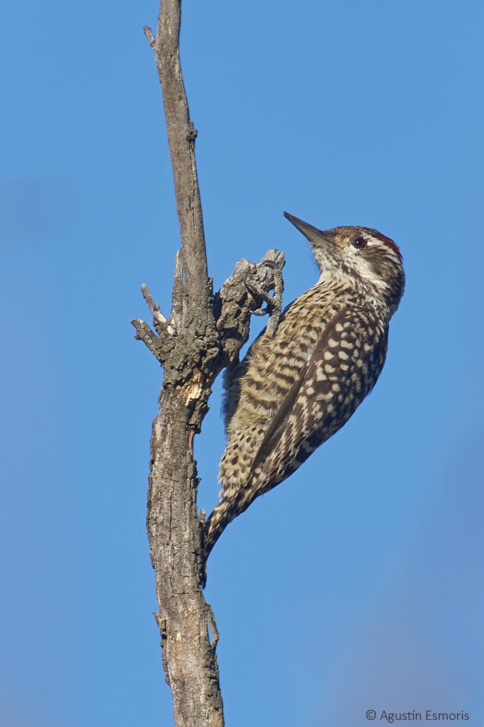 Checkered Woodpecker - Agustín Esmoris / Birding Puerto Madryn Tours