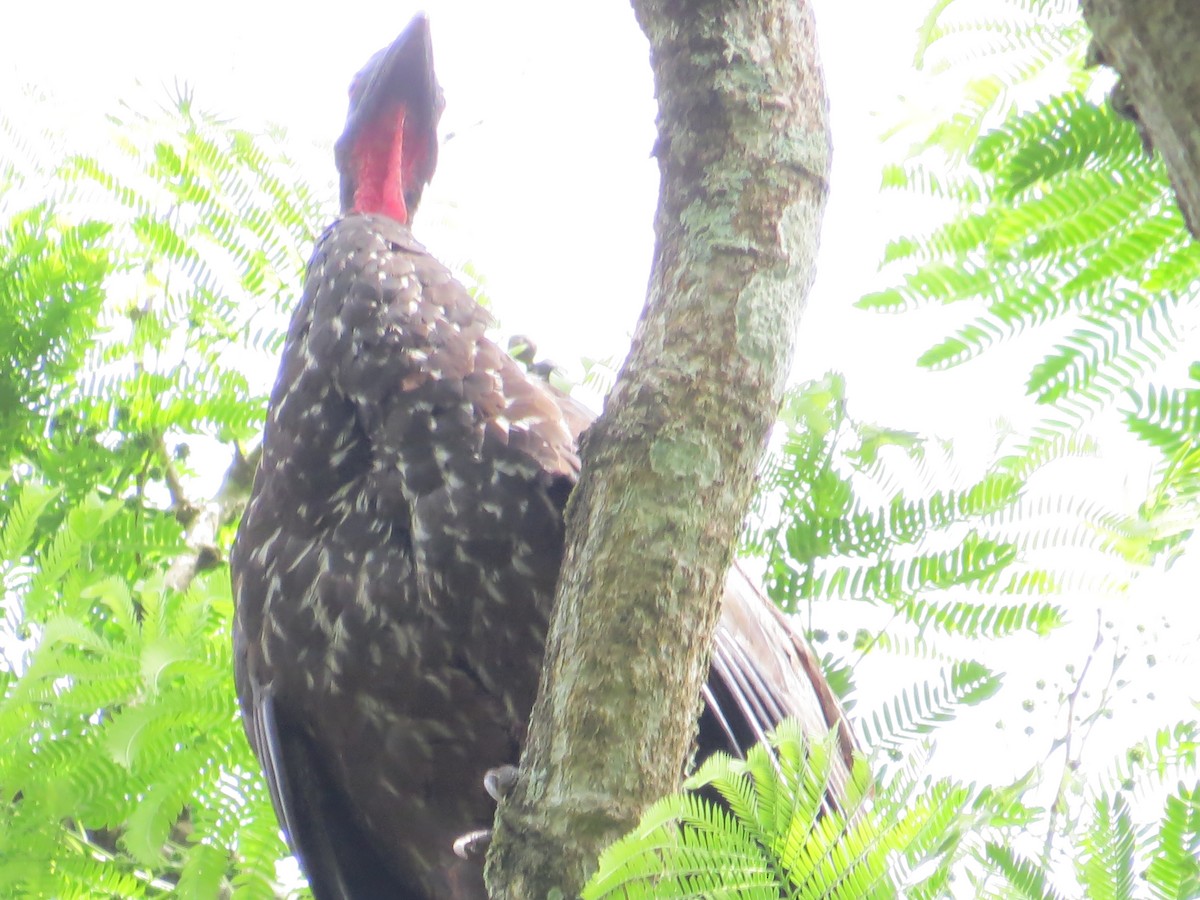 Crested Guan - ML331194241