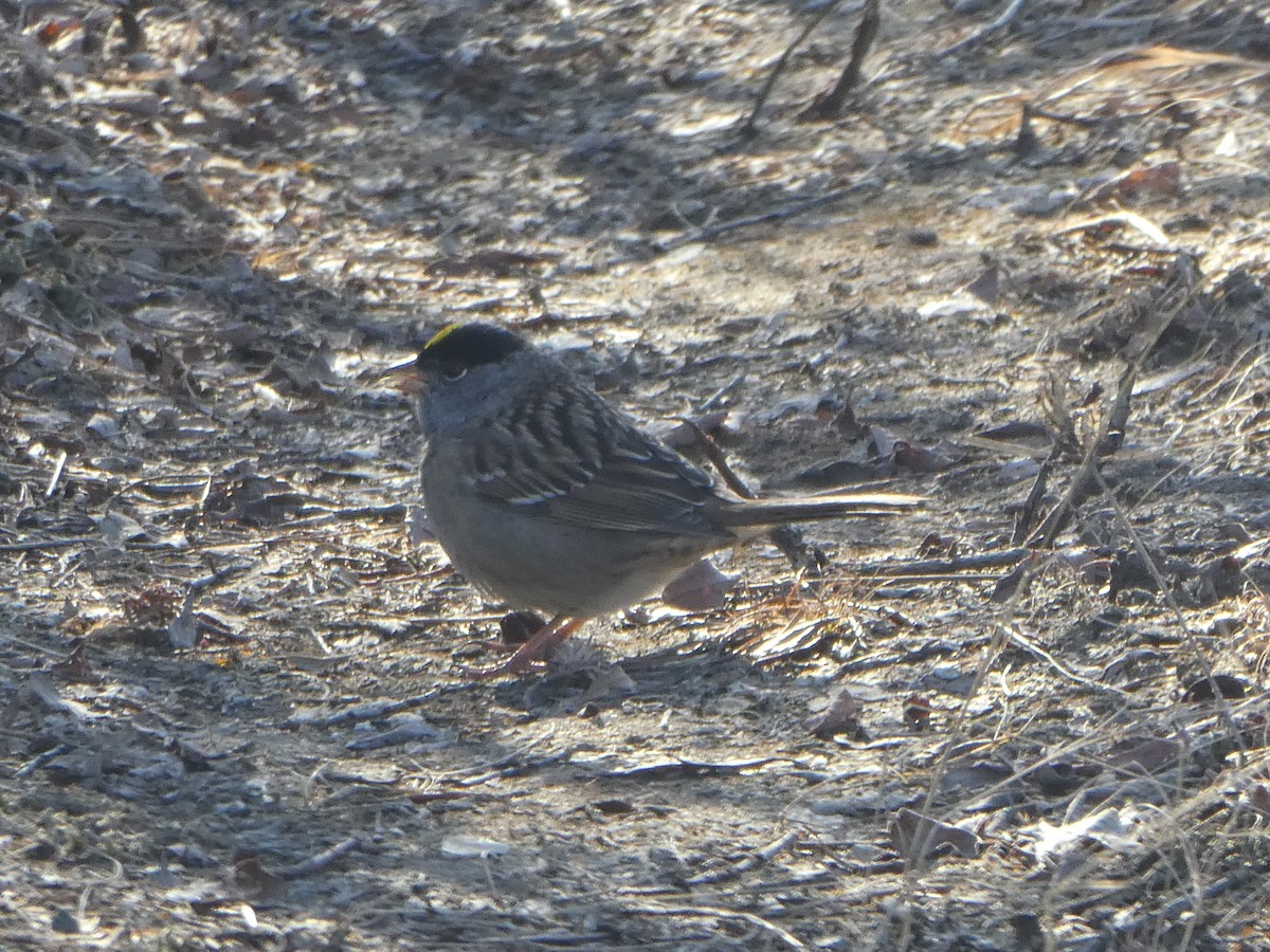 Golden-crowned Sparrow - ML331194421