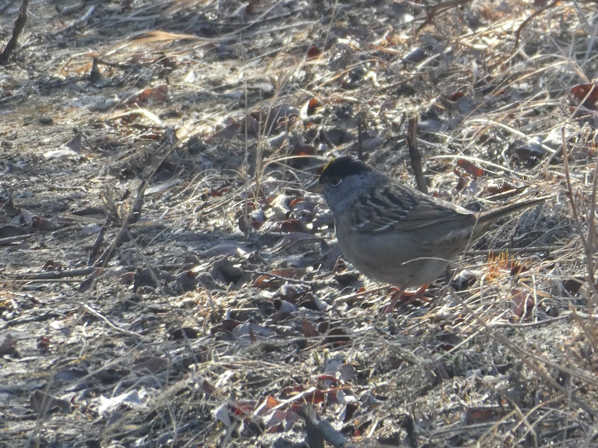 Golden-crowned Sparrow - ML331194551