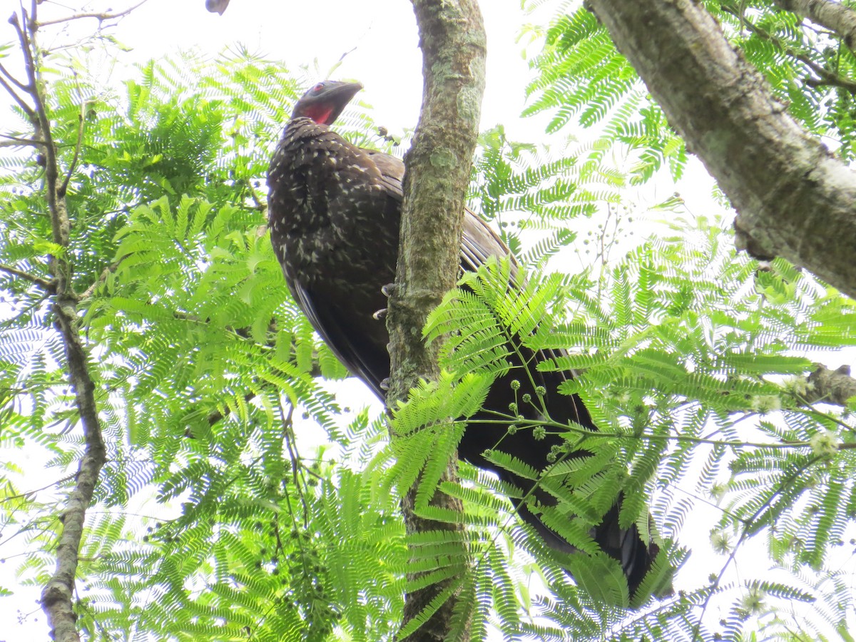 Crested Guan - ML331194641
