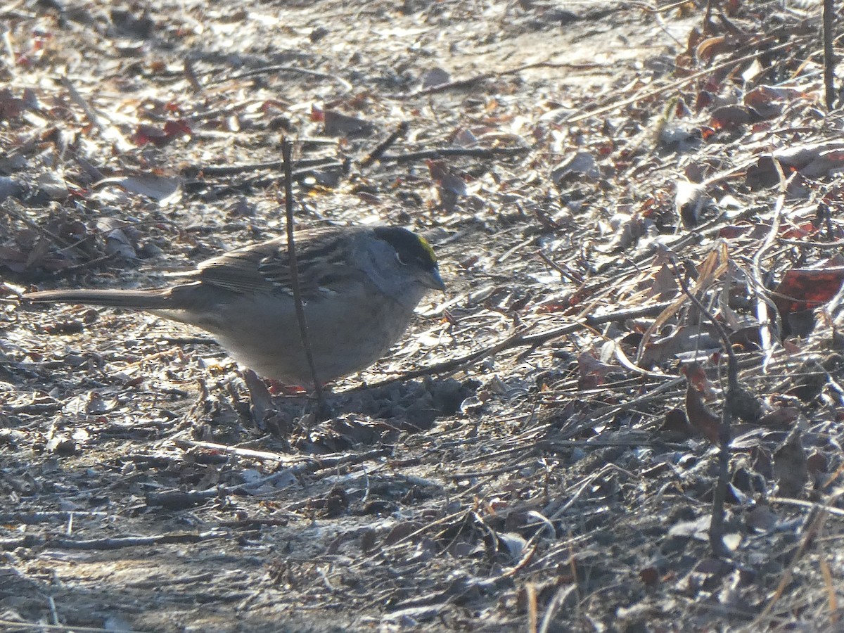 Golden-crowned Sparrow - ML331194651