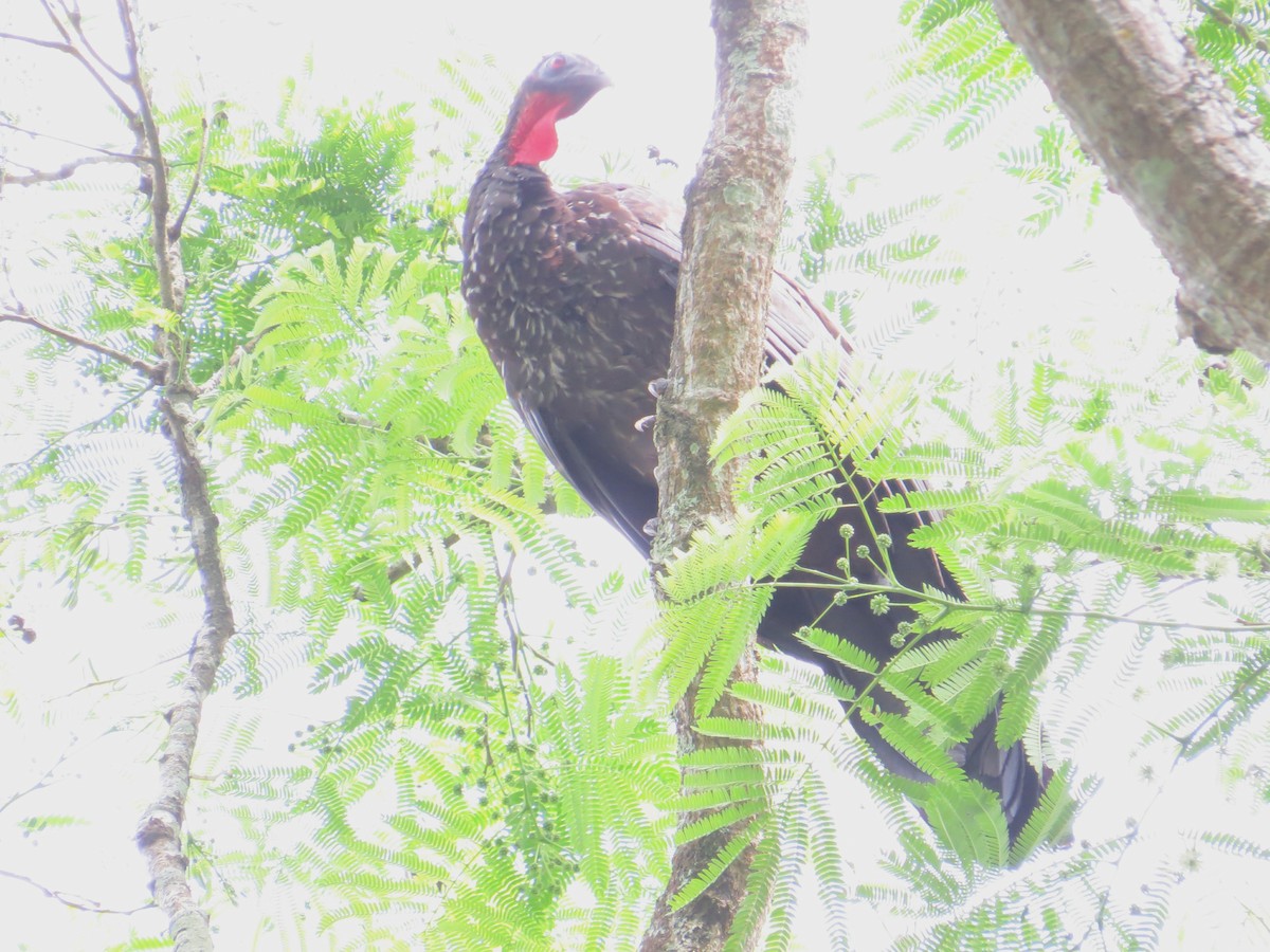 Crested Guan - ML331194701