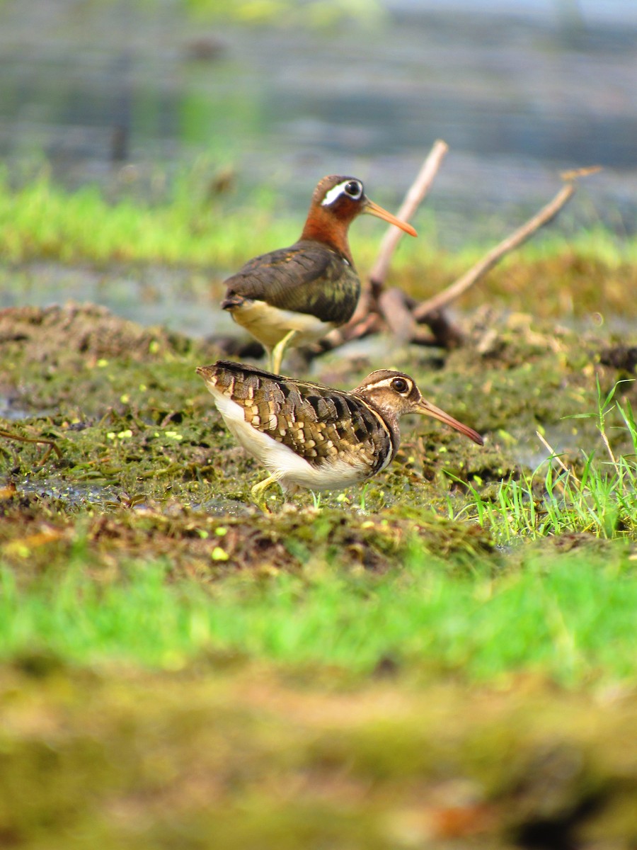 Greater Painted-Snipe - Tanmoy dey