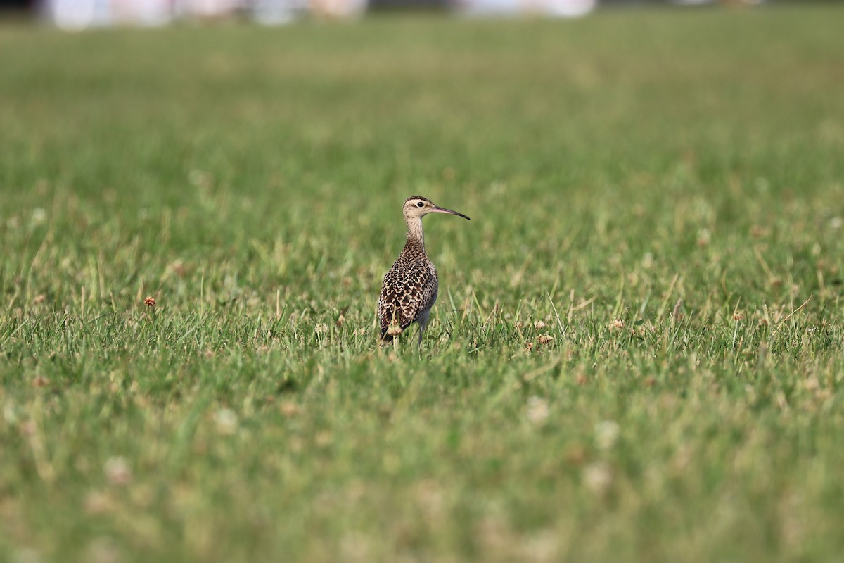 Little Curlew - ML331199461