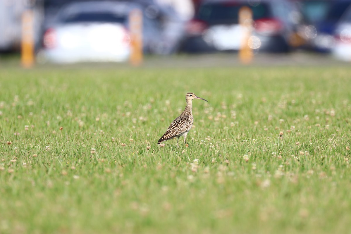 Little Curlew - ML331200531
