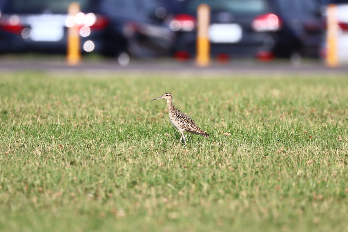 Little Curlew - ML331200821