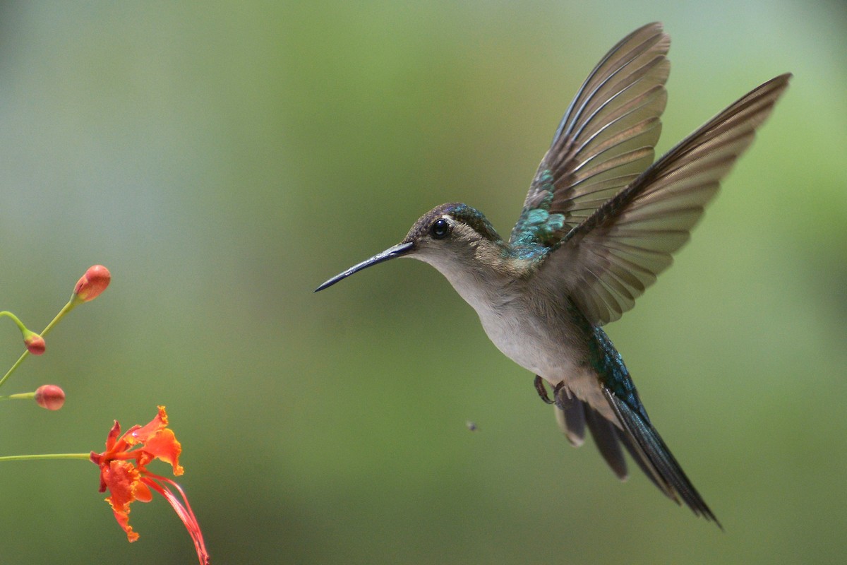 kolibřík klínoocasý - ML331200971