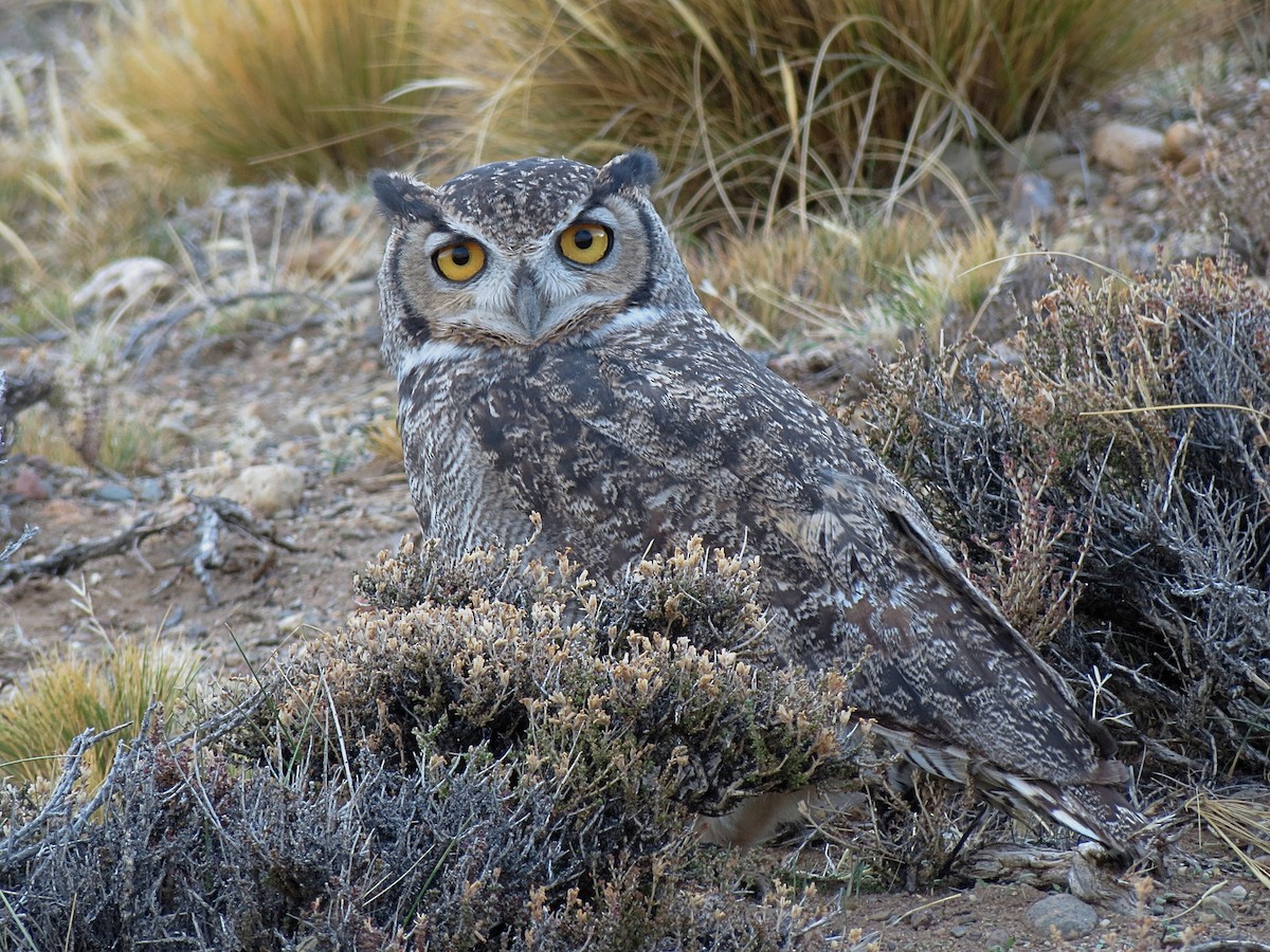 Lesser Horned Owl - ML331203391