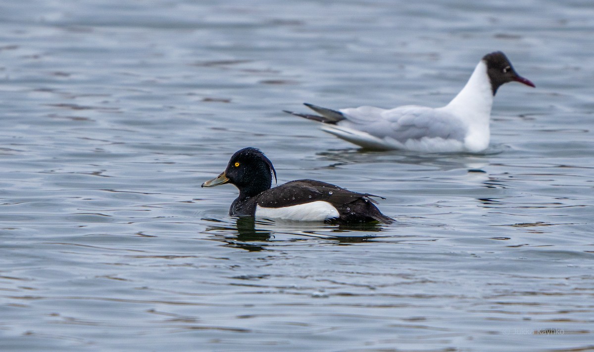 Tufted Duck - ML331203941