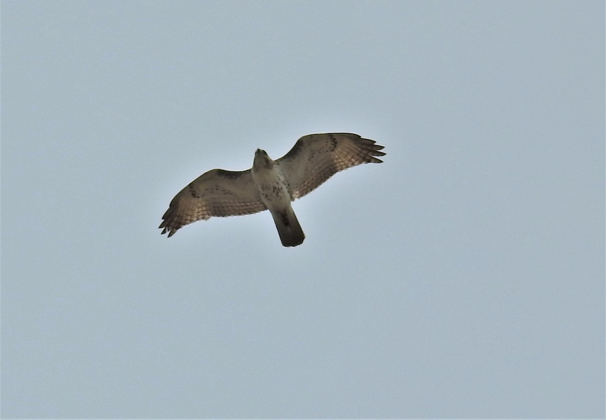 Red-tailed Hawk (borealis) - ML331206731
