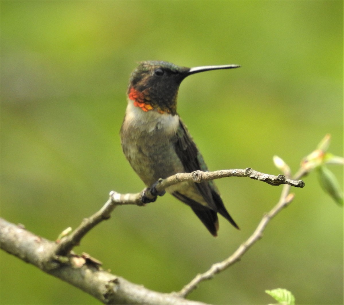 Ruby-throated Hummingbird - Paul McKenzie