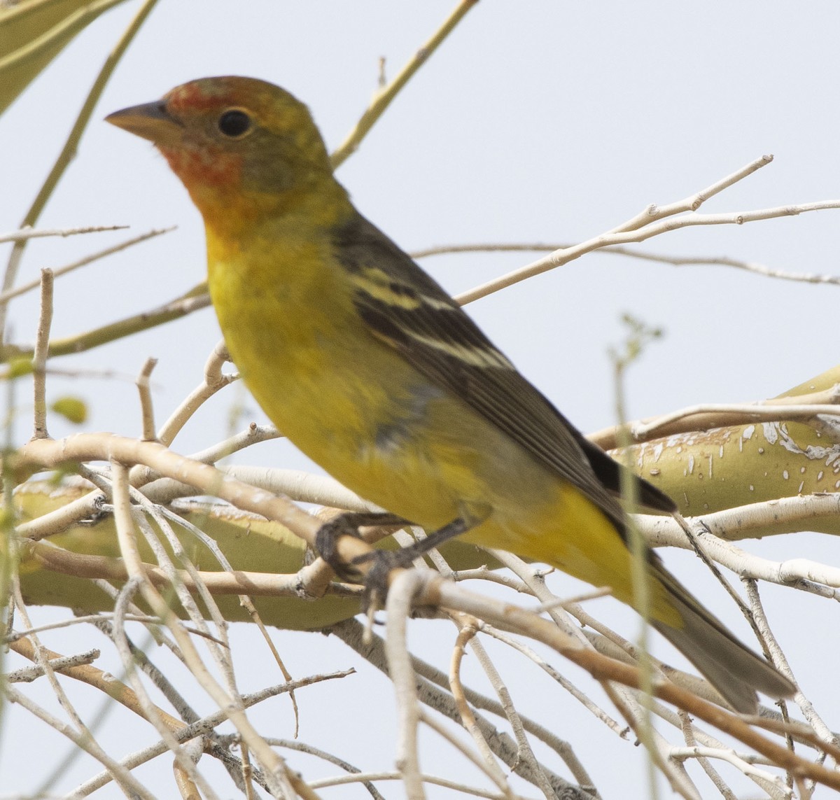 Western Tanager - ML331208061