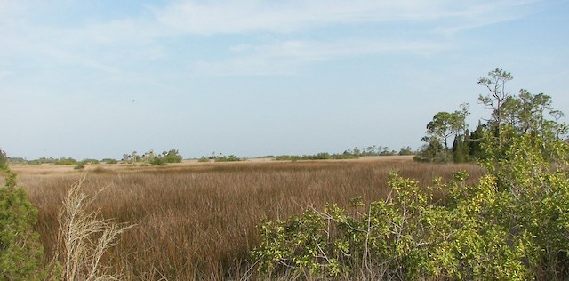Example of black needlerush marsh habitat, Florida, USA. - Seaside Sparrow (Gulf of Mexico) - 
