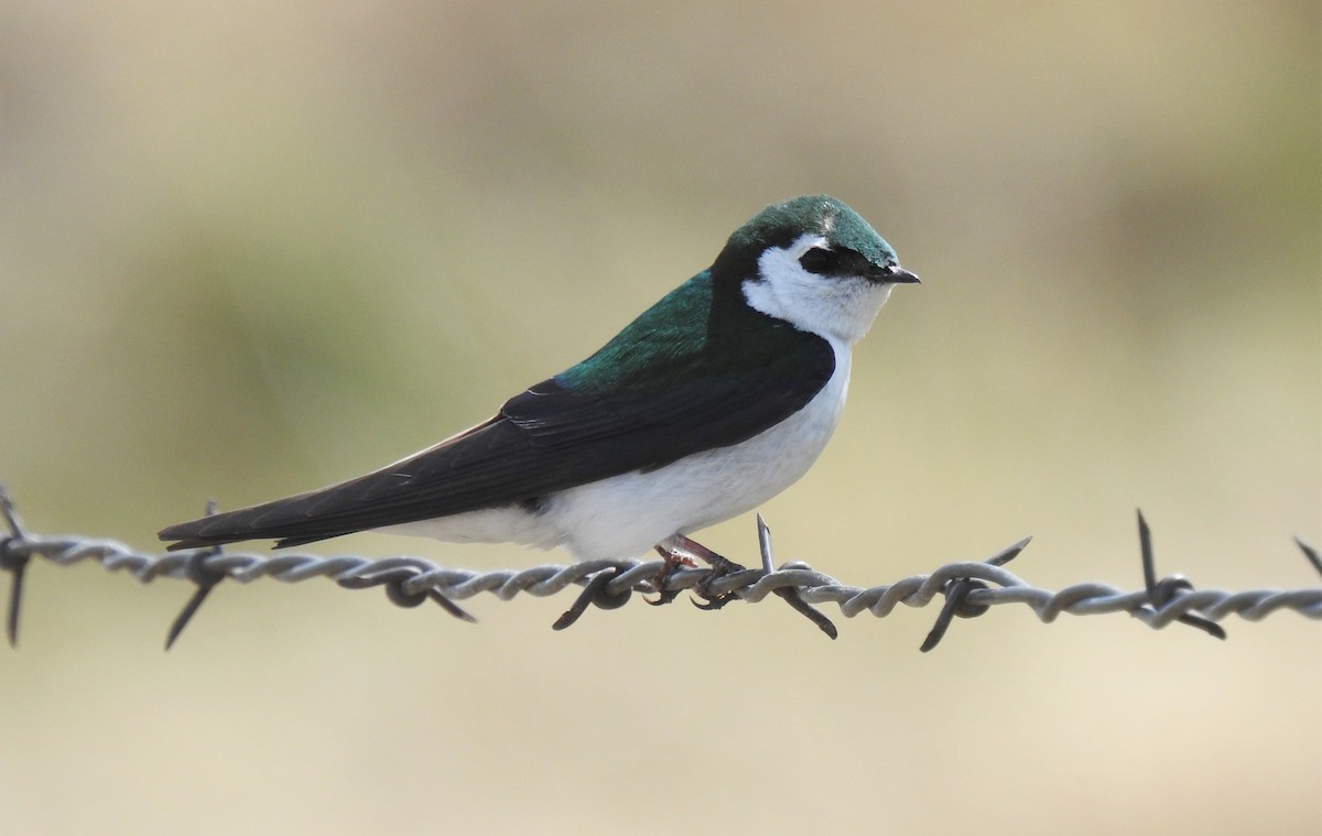 Violet-green Swallow - ML331214181
