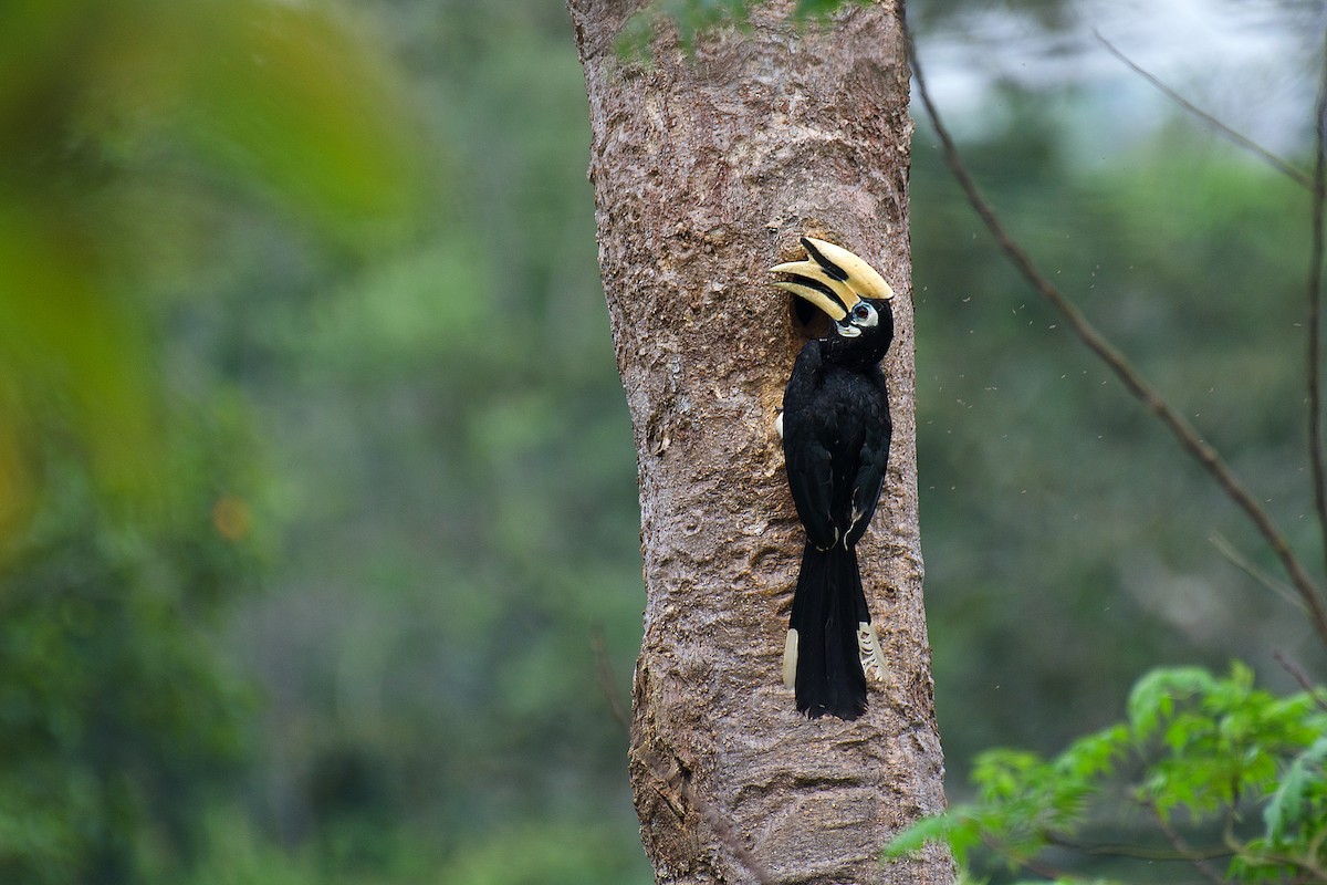 Oriental Pied-Hornbill - sarawin Kreangpichitchai