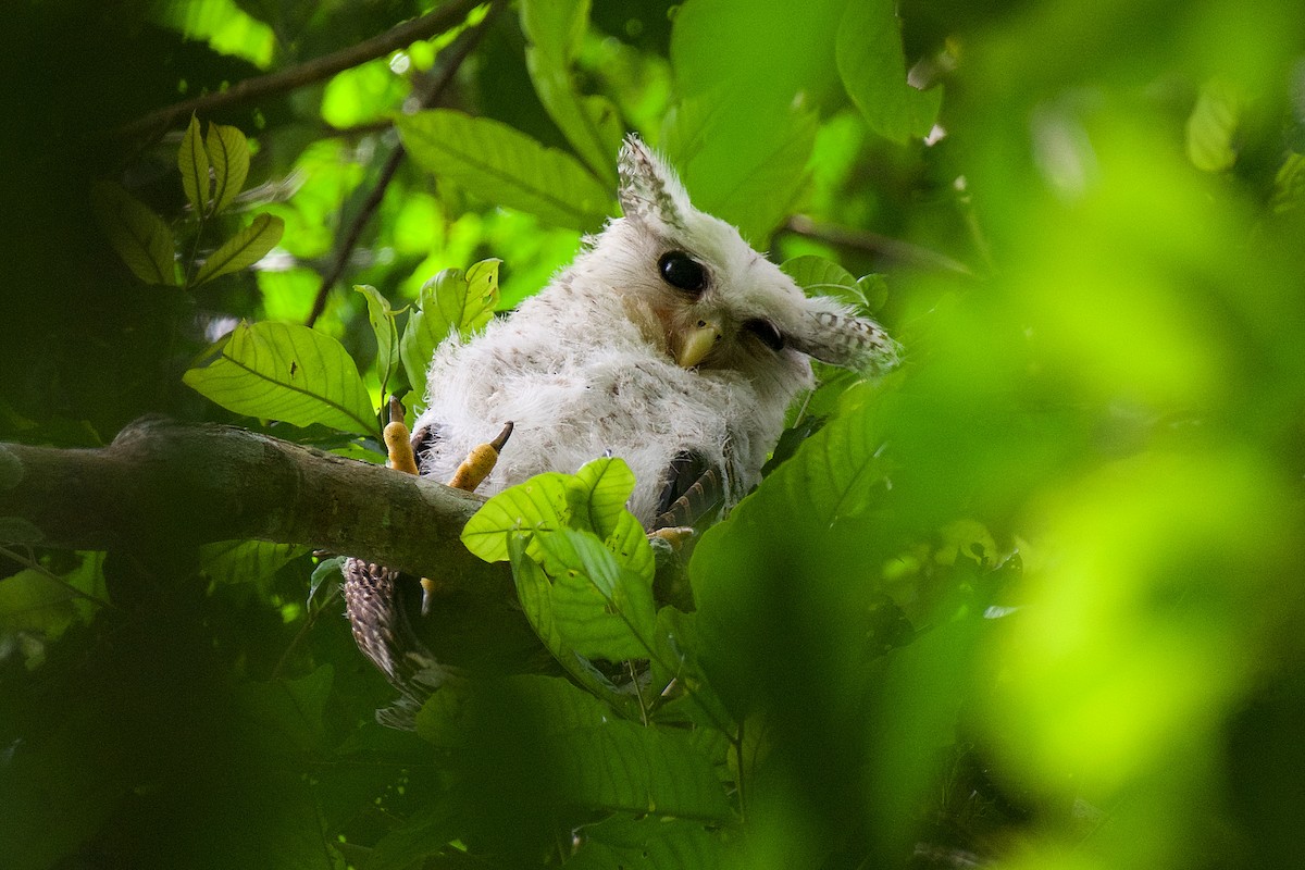 Spot-bellied Eagle-Owl - ML331216041