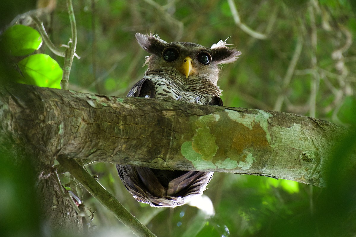 Spot-bellied Eagle-Owl - sarawin Kreangpichitchai