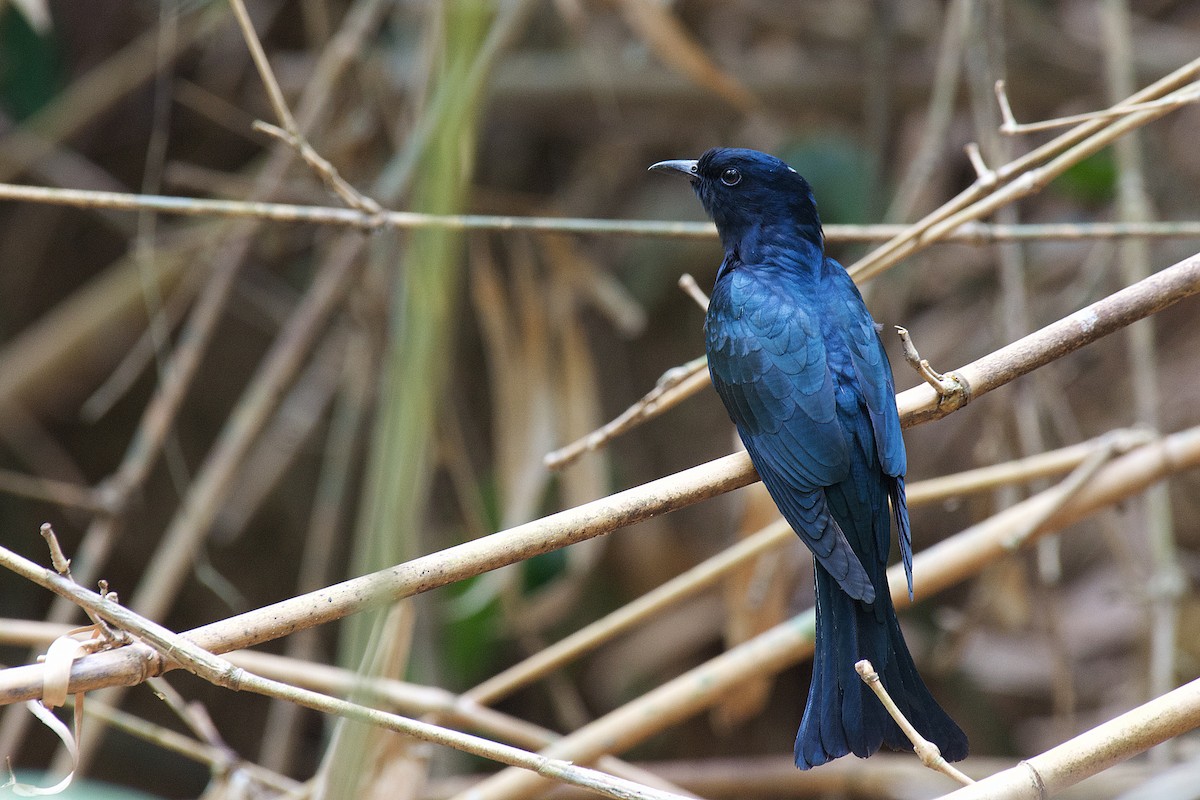 Square-tailed Drongo-Cuckoo - ML331216941