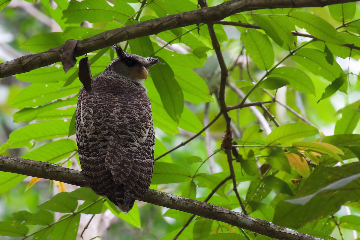 Spot-bellied Eagle-Owl - ML331216961