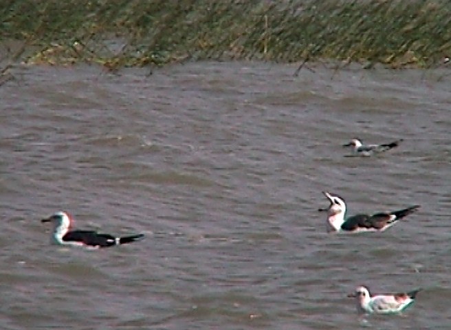 Lesser Black-backed Gull (Heuglin's) - ML331217921
